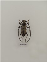 藏品(刺胸山天牛)的圖片